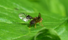 Anomoia purmunda