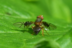 Anomoia purmunda