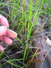 Isolepis distigmatosa