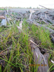 Isolepis distigmatosa