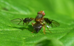 Anomoia purmunda