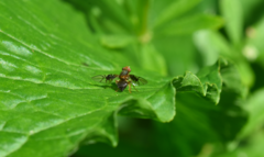 Anomoia purmunda
