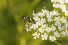 Cordylepherus viridis