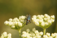 Cordylepherus viridis
