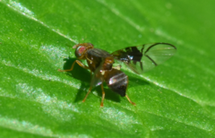 Anomoia purmunda