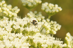 Cordylepherus viridis