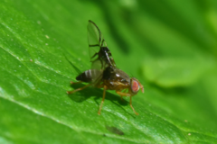 Anomoia purmunda