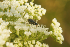 Cordylepherus viridis