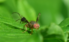 Anomoia purmunda