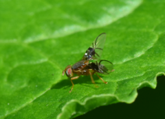 Anomoia purmunda
