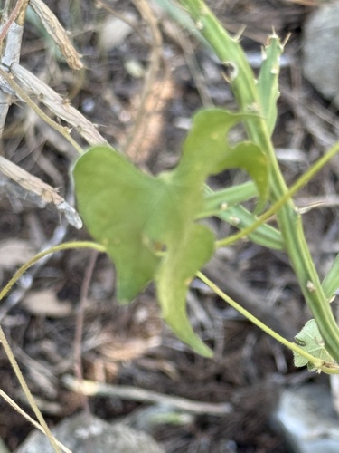 Image of Ipomoea lindheimeri by (c) Ian McFaul, some rights reserved (CC BY)