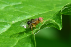 Anomoia purmunda