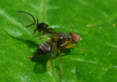 Anomoia purmunda