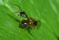 Anomoia purmunda