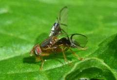 Anomoia purmunda