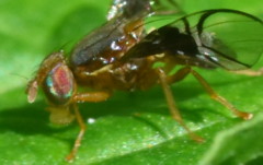 Anomoia purmunda
