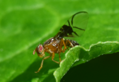 Anomoia purmunda