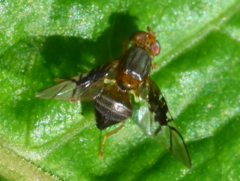 Anomoia purmunda