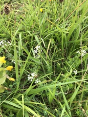 Galium pumilum