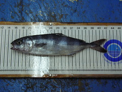 Naucrates ductor