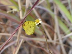 Eurema floricola ceres