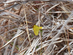 Eurema floricola ceres
