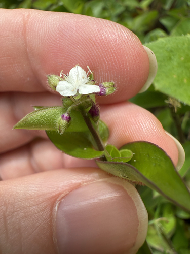 Image of Callisia gracilis by (c) Carrie Seltzer, some rights reserved (CC BY)