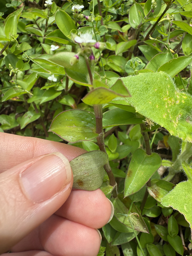 Image of Callisia gracilis by (c) Carrie Seltzer, some rights reserved (CC BY)