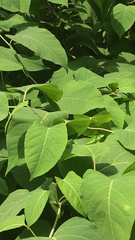Reynoutria japonica