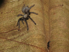 Ornithoctoninae