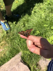 Euphydryas intermedia