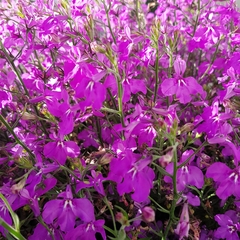 Lobelia erinus