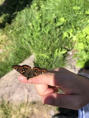 Euphydryas intermedia