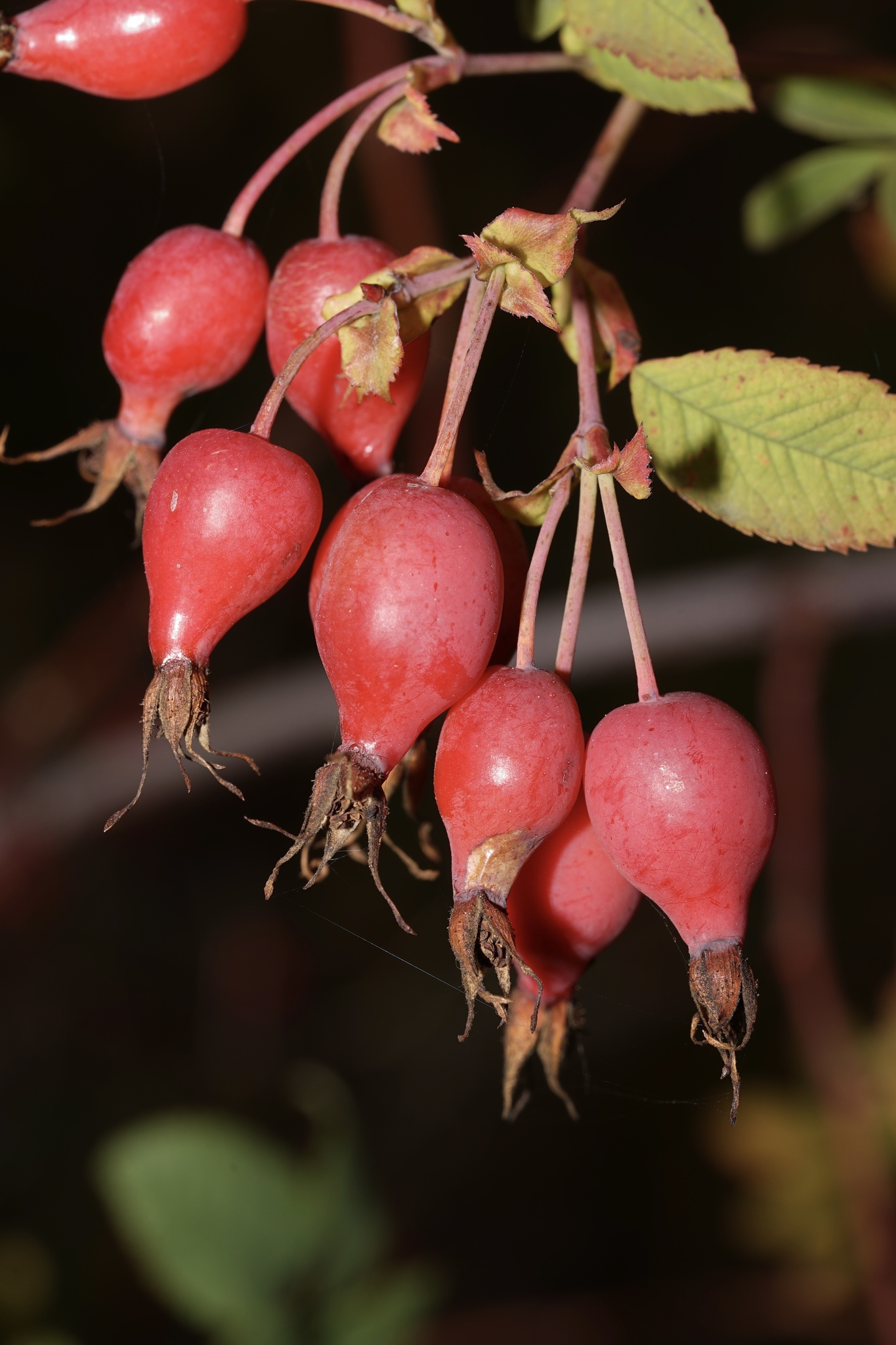 Rosa pisocarpa