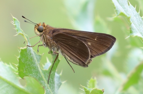 Ocola Skipper photo 6