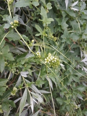 Bryonia
