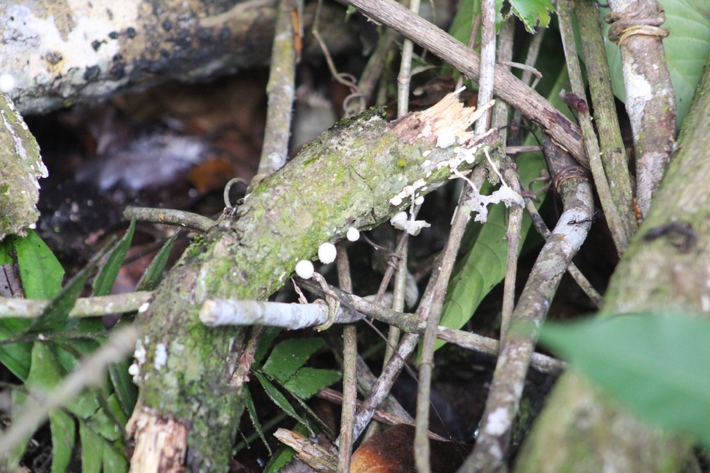 Marasmiellus candidus · October 2024 · photo: © biomartita (iNaturalist, cc-by)