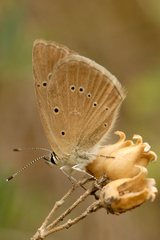 Polyommatus humedasae