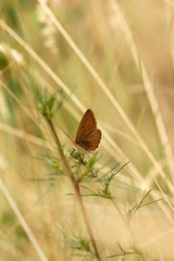 Polyommatus humedasae