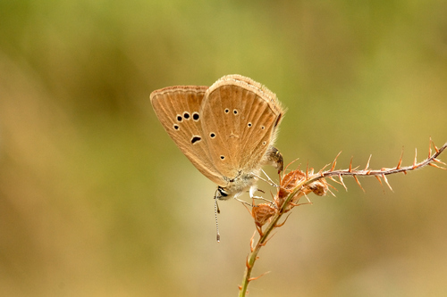 Piedmont anomalous blue