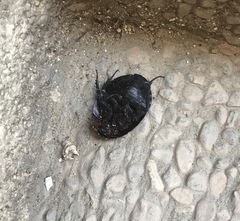Polyphaga aegyptiaca