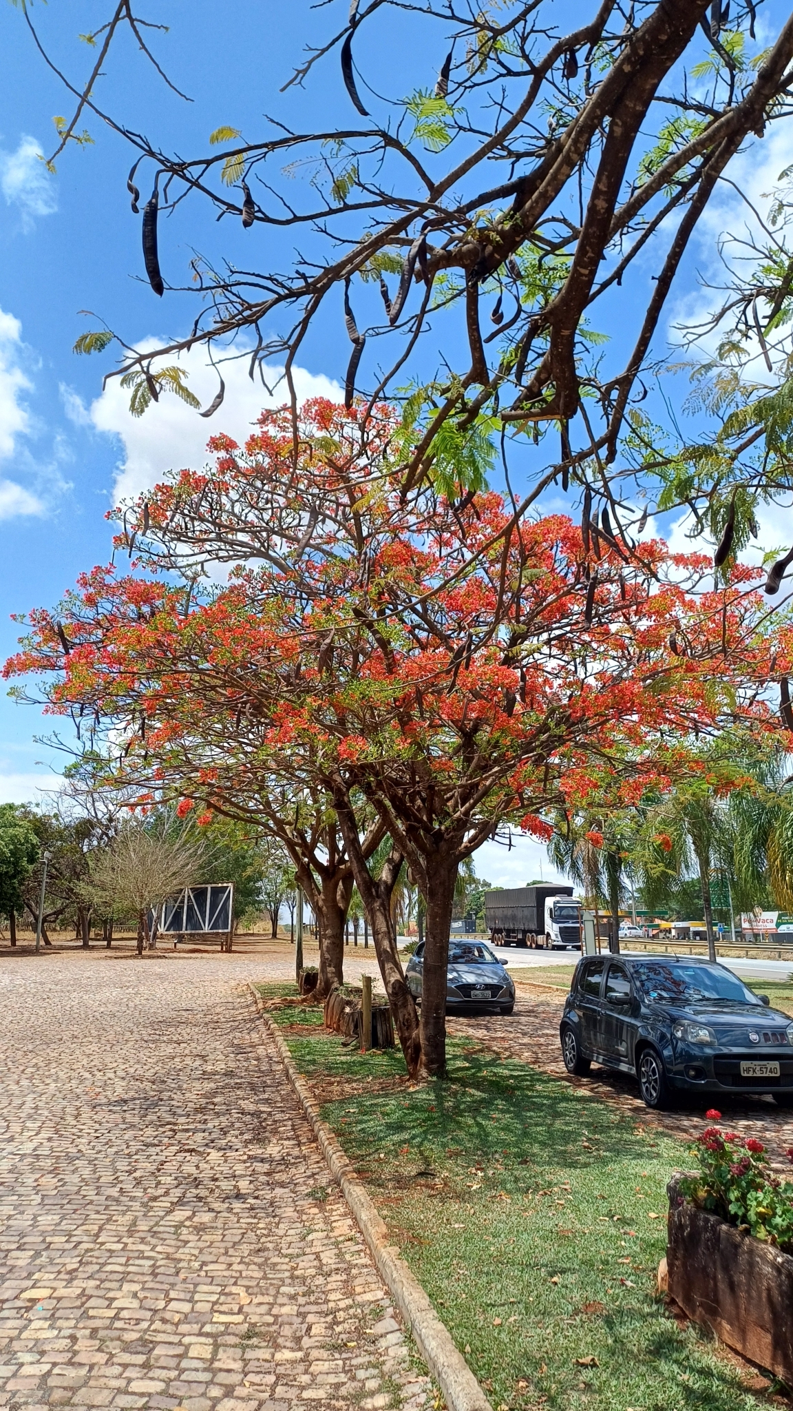 Delonix regia