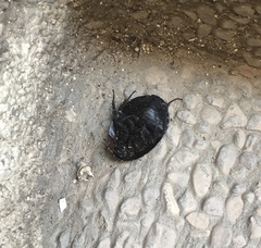 Polyphaga aegyptiaca
