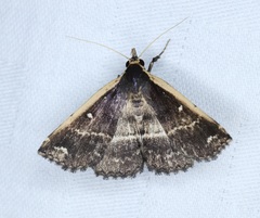 Adrapsa ablualis
