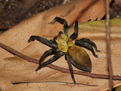 Thelcticopis