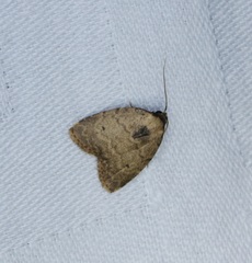 Anachrostis
