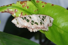 Scopula vicina