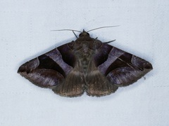 Bastilla arcuata