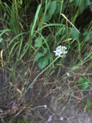 Allium macrostemon