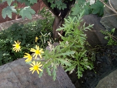 Senecio